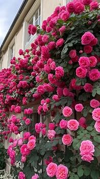 Imported Seeds Elegant Climbing Rose Flowers Seeds