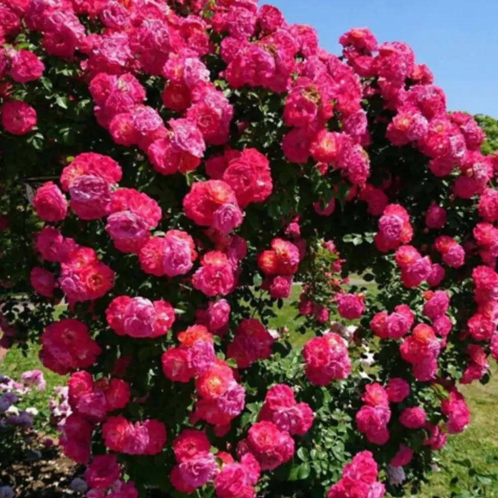 Imported Seeds Elegant Climbing Rose Flowers Seeds