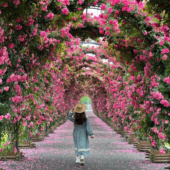 Imported Seeds Elegant Climbing Rose Flowers Seeds