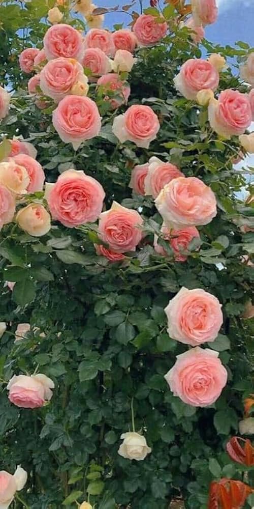 Imported Seeds Elegant Climbing Rose Flowers Seeds