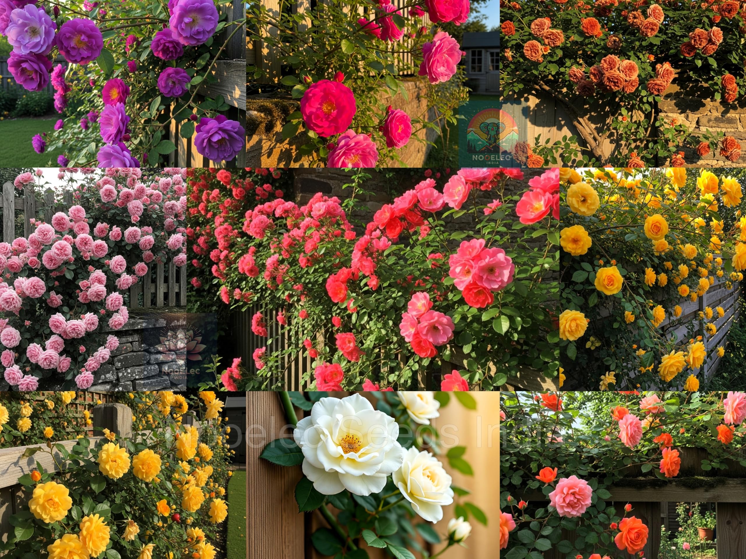 Imported Seeds Elegant Climbing Rose Flowers Seeds